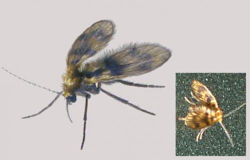 Trichomyia sp.